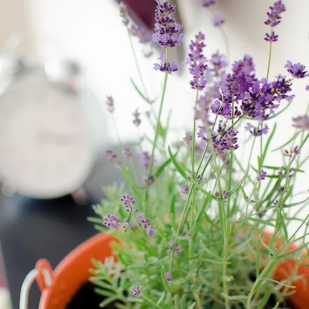 ゲストハウス Casa Lavanda Alsóörs